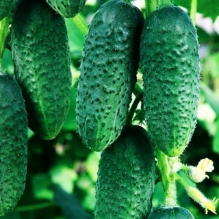 Огурец Кустовой