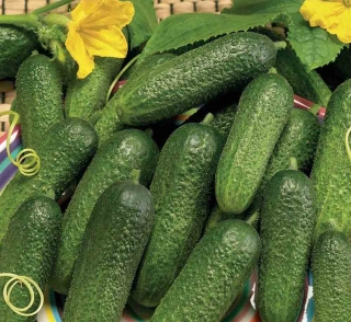 Огурец Луховицкий F1