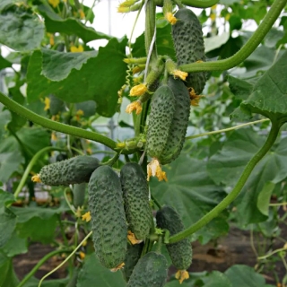 Огурец Мироша F1