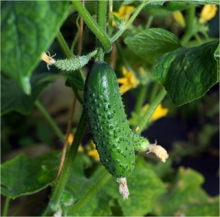 Огурец Натали F1