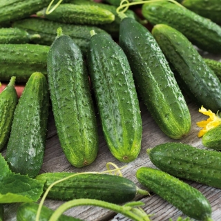 Огурец По Моему хотению F1