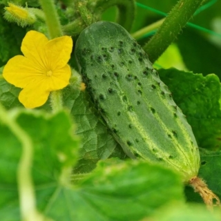 Огурец Погребок