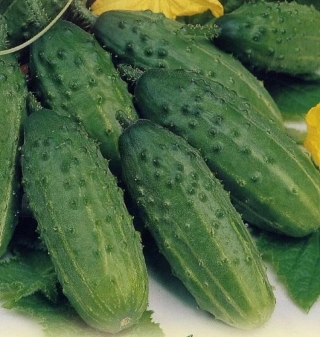 Огурец Премио F1