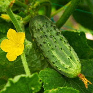 Огурец Профессионал F1