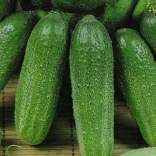 Огурец Ребятки с грядки F1