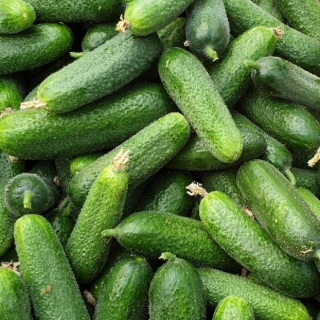 Огурец Рестина F1