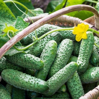 Огурец Родничок F1