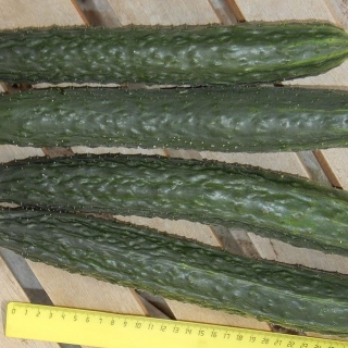 Огурец Русский размер XXL F1