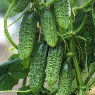 Огурец Самкон 10 F1