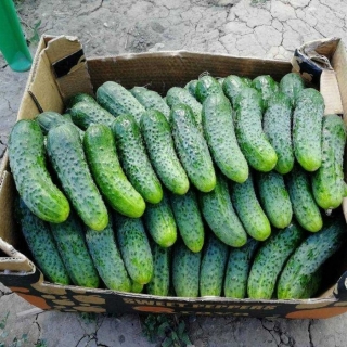 Огурец Самкон 12 F1