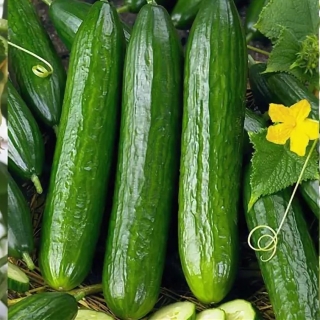 Огурец Шираз F1