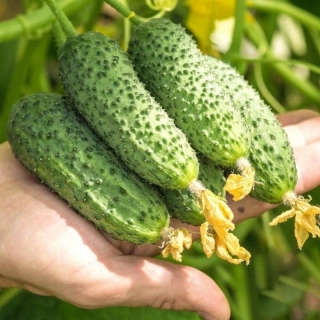 Огурец Шоша F1