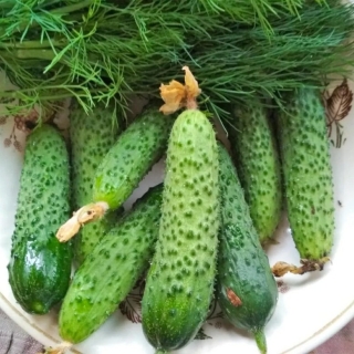 Огурец Шустрый малый F1