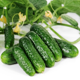 Огурец Соли Сам F1