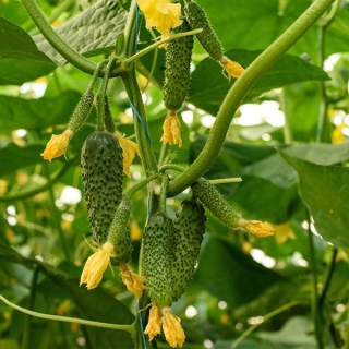 Огурец Сто пучков F1