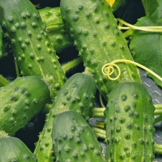 Огурец Сын Полка F1