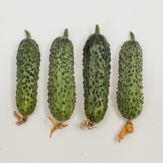 Огурец Темп F1