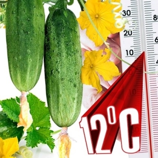 Огурец Тритон F1