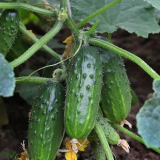 Огурец Челябинский Кустовой