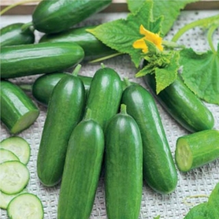 Огурец Удалые Молодцы F1