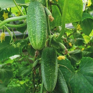 Огурец Валаамский F1