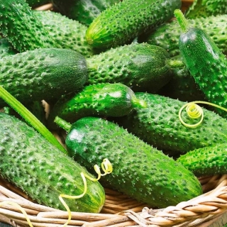 Огурец Внучок F1 ®