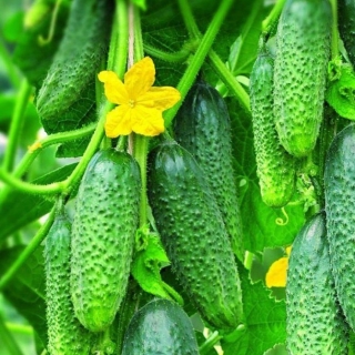 Огурец Залп Катюши F1