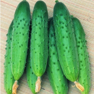 Огурец Зозуля F1