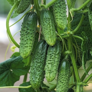 Огурец Домашнее чудо F1