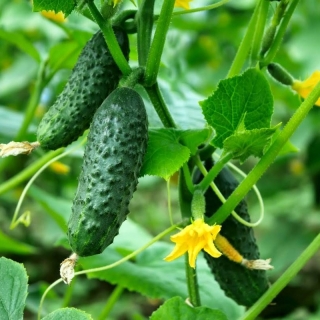 Огурец Фасон F1 (большой пакет)