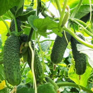 Огурец Калипсо F1 (большой пакет)