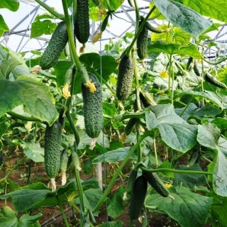 Огурец Лютояр F1 (большой пакет)