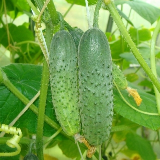 Огурец Моцарт F1
