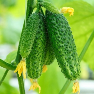 Огурец Победитель Стрессов F1 (большой пакет)