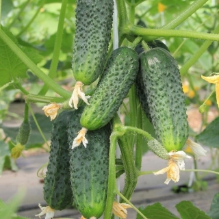 Огурец Сальери F1