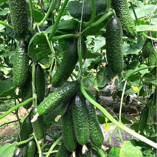 Огурец Вятич F1 (большой пакет)
