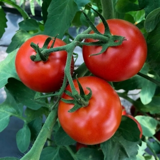 Томат Оконно-балконный