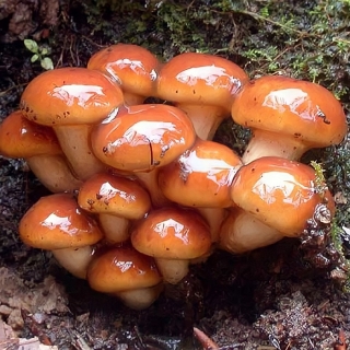 Грибы - Опенок японский Фолиото намеко на древесной палочке (мицелий) 12шт (большой пакет)