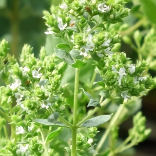 Орегано Греческий