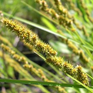 Осока Лисовидная (большой пакет)