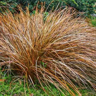 Осока Зора власовидная