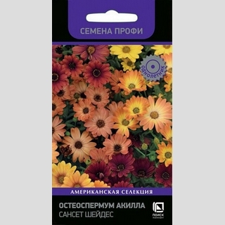 Остеоспермум Акилла Сансет Шейдес