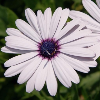 Остеоспермум Аккорд (белый)