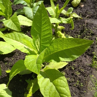 Табак Остролист 316 курительный