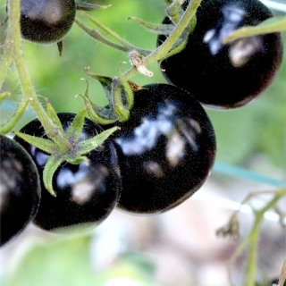 Томат Очи черные