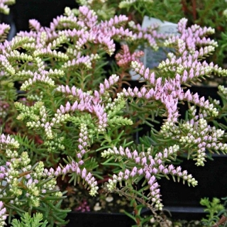 Очиток Си Стар (красивый)