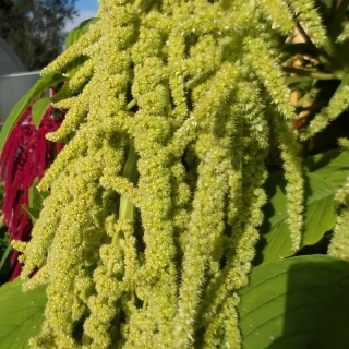 Амарант Крепыш овощной