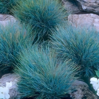 Овсяница Лазурит сизая