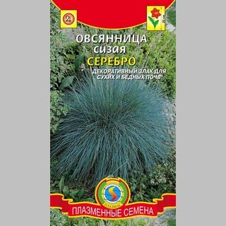 Овсяница Серебро (сизая)