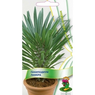 Пахиподиум Ламера